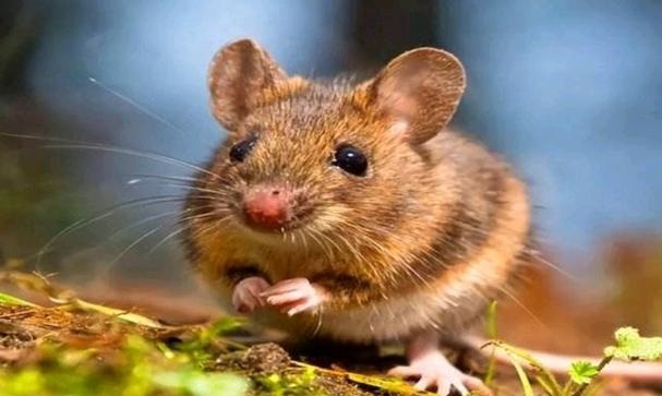 �������ӡ���Ӭ���������˻���ʲô�����