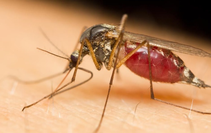 �ĺ�ָ�����ֶ���֮��Ӭ������