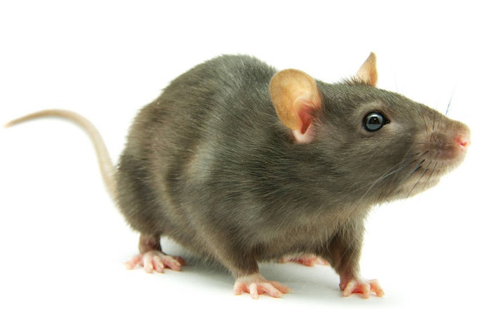 �ĺ�ָ�����ֶ���֮�������